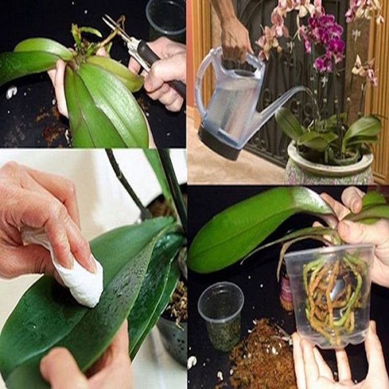 Cách chăm sóc hoa lan hồ điệp sau tết để cây tiếp tục ra hoa