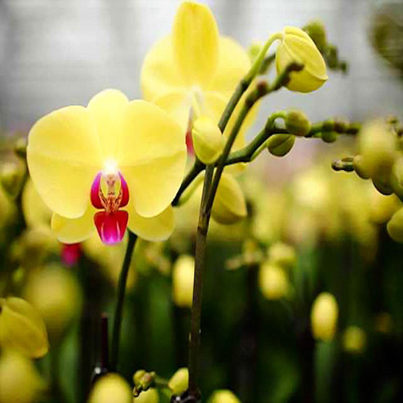 Hoa lan hồ điệp vàng