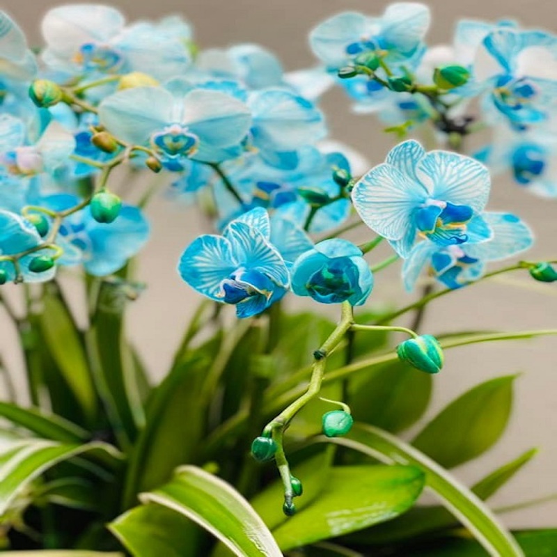hoa hồ điệp hoa xanh