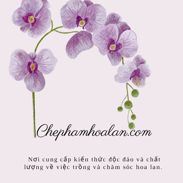 Chephamhoalan.com - nơi cung cấp kiến thức độc đáo và chất lượng về việc trồng và chăm sóc hoa lan. 